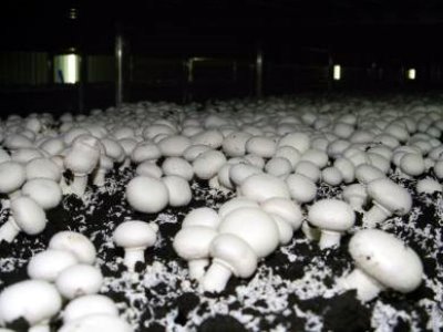 Выращивание грибов - Система мониторинга и сбора данных для растениеводства